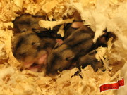 Malí křečíci ve věku cca 10 dnů v hnízdě