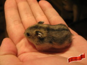 [03.07.2011] Malý křečík ve věku cca 20 dnů ve srovnání s velikostí ruky